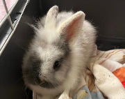 Fundtier Tier-ID 38482