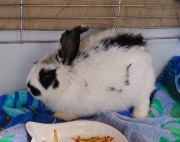 Fundtier Tier-ID 38604