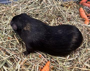 Fundtier Tier-ID 38833