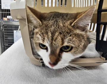 Europäische Hauskatze