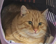 Fundtier Tier-ID 38915