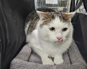 Fundtier Tier-ID 38930