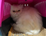 Fundtier Tier-ID 38908