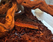 Fundtier Tier-ID 36262