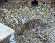 Fundtier Tier-ID 37180