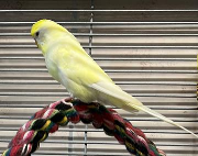 Fundtier Tier-ID 38870