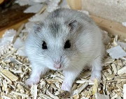 Fundtier Tier-ID 38900