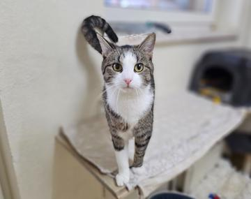 Europäische Hauskatze