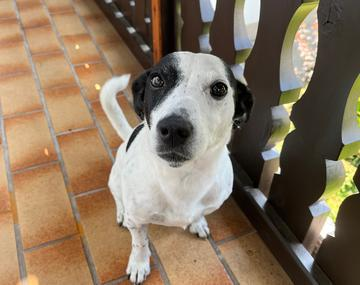 Jack Russell Terrier-Mischling