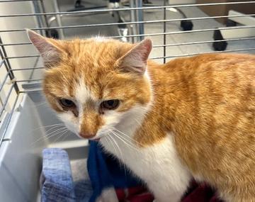 Europäische Hauskatze