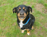 Fundtier Tier-ID 17757