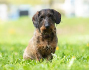 Fundtier Tier-ID 22869