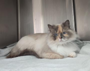 Fundtier Tier-ID 35518