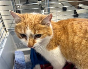 Fundtier Tier-ID 35648