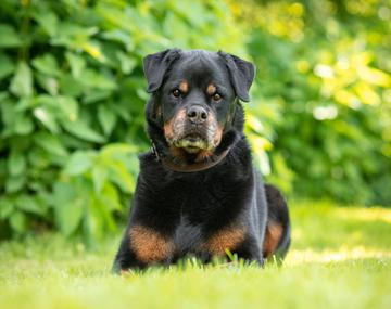 Rottweiler