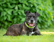 Fundtier Tier-ID 22041