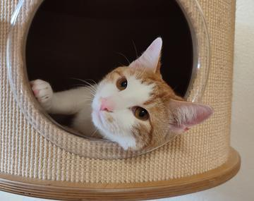 Europäische Hauskatze