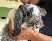 Fundtier Tier-ID 36504