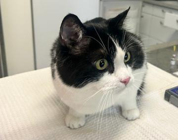 Europäische Hauskatze