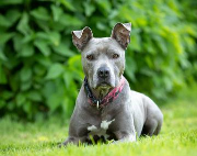 Fundtier Tier-ID 34866