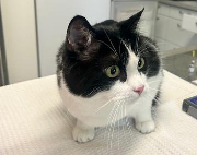 Fundtier Tier-ID 36487