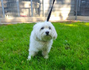 Fundtier Tier-ID 37725