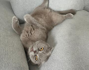 Fundtier Tier-ID 36468