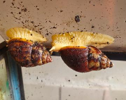 Fundtier Tier-ID 36993