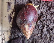 Fundtier Tier-ID 36994