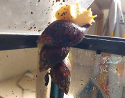 Fundtier Tier-ID 36997