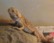 Fundtier Tier-ID 37575