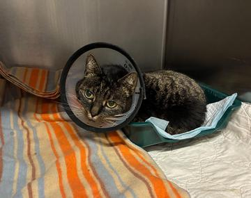 Europäische Hauskatze