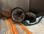 Fundtier Tier-ID 38995