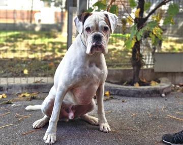 Boxer