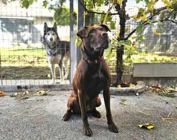Labrador Retriever-Mischling