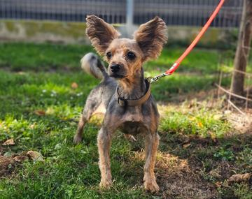Yorkshire Terrier-Mischling