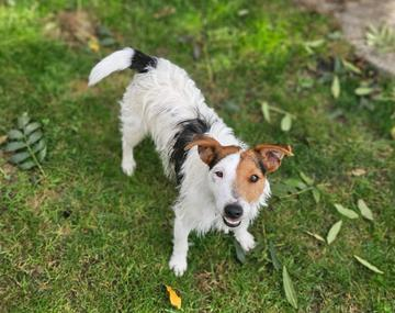 Jack Russell Terrier