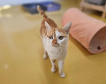 Europäische Hauskatze
