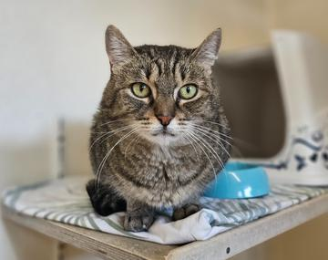 Europäische Hauskatze
