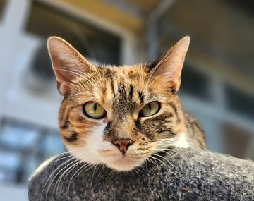 Europäische Hauskatze