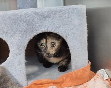 Europäische Hauskatze