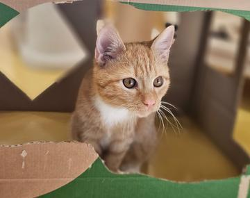 Europäische Hauskatze