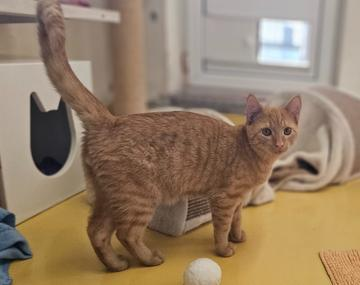Europäische Hauskatze