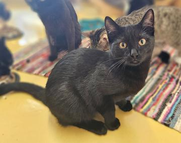 Europäische Hauskatze