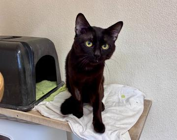 Europäische Hauskatze