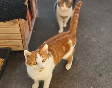 Europäische Hauskatze
