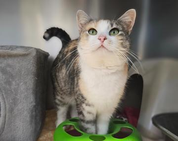 Europäische Hauskatze