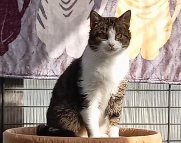 Europäische Hauskatze