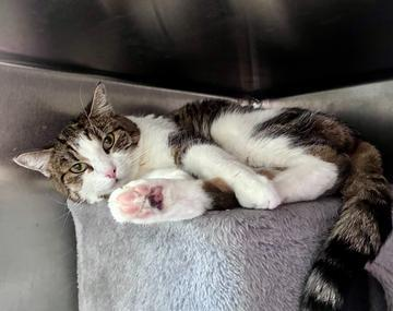 Europäische Hauskatze