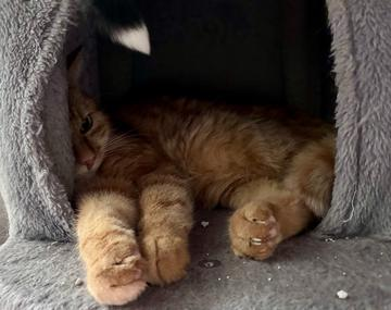 Europäische Hauskatze